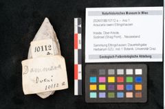 Foto (Objekt + Etikett) von Araucaria oweni Ettingshausen (NHMW-GEO-2024-0188-10112a)